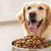 What is the Best Affordable Dry Dog Food for Your Furry Friend?