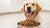 What is the Best Affordable Dry Dog Food for Your Furry Friend?