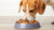 What is the Best Canned Dog Food for Diabetic Dogs? A Comprehensive Guide-141045793007