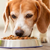 What is the Best Canned Dog Food for Senior Dogs: A Selection Guide