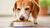 What is the Best Canned Dog Food for Senior Dogs: A Comprehensive Guide