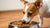 What is the Best Canned Dog Food for Small Dogs? A Comprehensive Guide for Pet Owners-141220708591