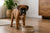 What Is the Best Dog Food for a Boxer Puppy?