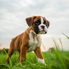 What is the Best Dog Food for a Boxer Puppy? A Comprehensive Guide for Pet Parents