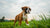 What is the Best Dog Food for a Boxer Puppy? A Comprehensive Guide for Pet Parents