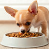 What Is the Best Dog Food for a Chihuahua Puppy?