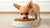What Is the Best Dog Food for a Chihuahua Puppy?