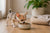 What Is the Best Dog Food for a Chihuahua Puppy?