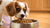 What is the Best Dog Food for a Fussy Eater? A Comprehensive Guide for Pet Parents