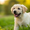 What Is the Best Dog Food for a Labrador Puppy? A Comprehensive Guide for Pet Parents