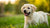 What Is the Best Dog Food for a Labrador Puppy? A Comprehensive Guide for Pet Parents