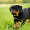 What is the Best Dog Food for a Rottweiler Puppy? A Comprehensive Guide for Pet Owners