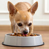 What is the Best Dog Food for a Senior Chihuahua?