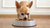 What is the Best Dog Food for a Senior Chihuahua?-141223526639