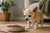 What Is the Best Dog Food for a Senior Chihuahua?-143390638319