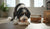 What Is the Best Dog Food for Adult Dogs? A Comprehensive Guide for Pet Owners-141416562927