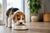 What Is the Best Dog Food for Beagle Puppies?