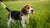 What is the Best Dog Food for Beagle Puppies? A Comprehensive Guide for Passionate Pet Parents