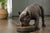 What Is the Best Dog Food for Cane Corso Puppy?