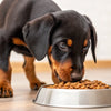 What is the Best Dog Food for Doberman Puppies?