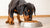 What is the Best Dog Food for Doberman Puppies?