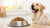 What is the Best Dog Food for Dogs with Allergies?-141094322415