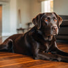 What Is the Best Dog Food for Dry Itchy Skin? A Comprehensive Guide for Pet Parents