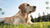 What Is the Best Dog Food for Dry Skin? Unlocking the Secrets to Your Pup's Coat Health
