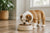 What Is the Best Dog Food for English Bulldog Puppies