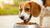 What is the Best Dog Food for Food Allergies: A Comprehensive Guide for Pet Parents