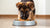 What Is the Best Dog Food for German Shepherd Puppies?