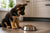 What Is the Best Dog Food for German Shepherd Puppies?