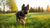 What is the Best Dog Food for German Shepherd Puppy?