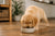 What Is the Best Dog Food for Golden Retriever Puppies