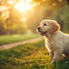 What Is the Best Dog Food for Golden Retriever Puppies: A Comprehensive Guide