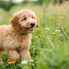 What is the Best Dog Food for Goldendoodle Puppies?