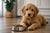 What Is the Best Dog Food for Goldendoodle Puppies?