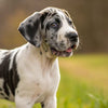 What is the Best Dog Food for Great Dane Puppies?