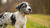 What is the Best Dog Food for Great Dane Puppies?