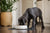 What Is the Best Dog Food for Great Dane Puppies?
