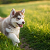 What Is the Best Dog Food for Husky Puppies? A Comprehensive Guide for New Owners