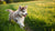 What Is the Best Dog Food for Husky Puppies? A Comprehensive Guide for New Owners