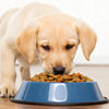 What Is the Best Dog Food for Lab Puppies?