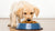 What Is the Best Dog Food for Lab Puppies?