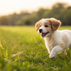 What is the Best Dog Food for My Puppy? A Comprehensive Guide for New Dog Owners