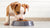 What is the Best Dog Food for Pitbull Puppies? The Ultimate Guide to Nutrition