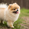 What is the Best Dog Food for Pomeranian Puppy?