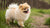 What is the Best Dog Food for Pomeranian Puppy?