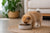 What Is the Best Dog Food for Pomeranian Puppy