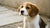 What is the Best Dog Food for Puppies with Allergies?